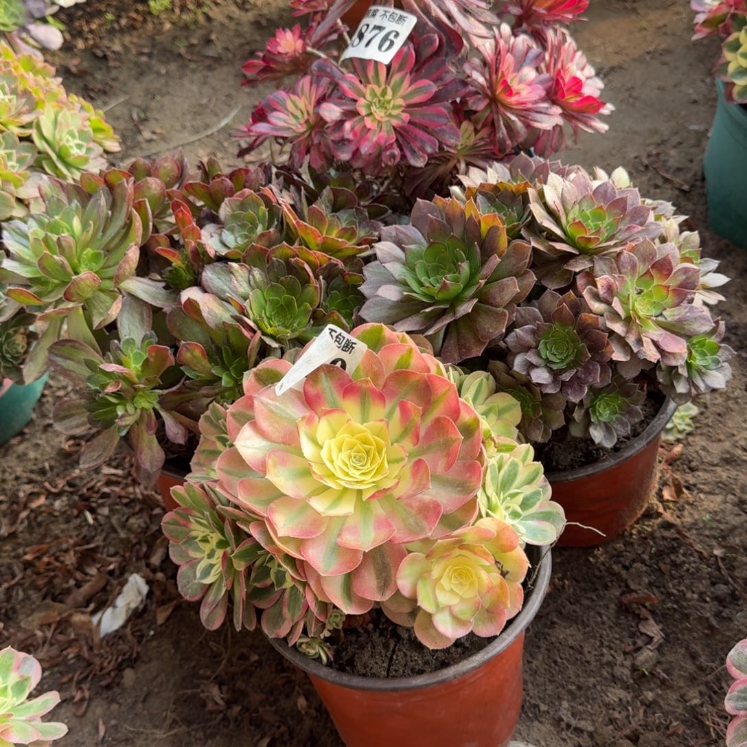 法师玉滋2876 17-30