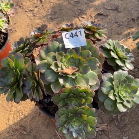 多肉植物万圣节七彩