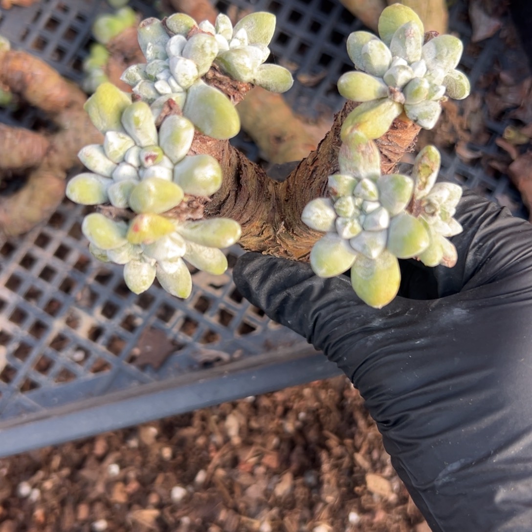 紫***9谢谢姐姐～一物一拍787