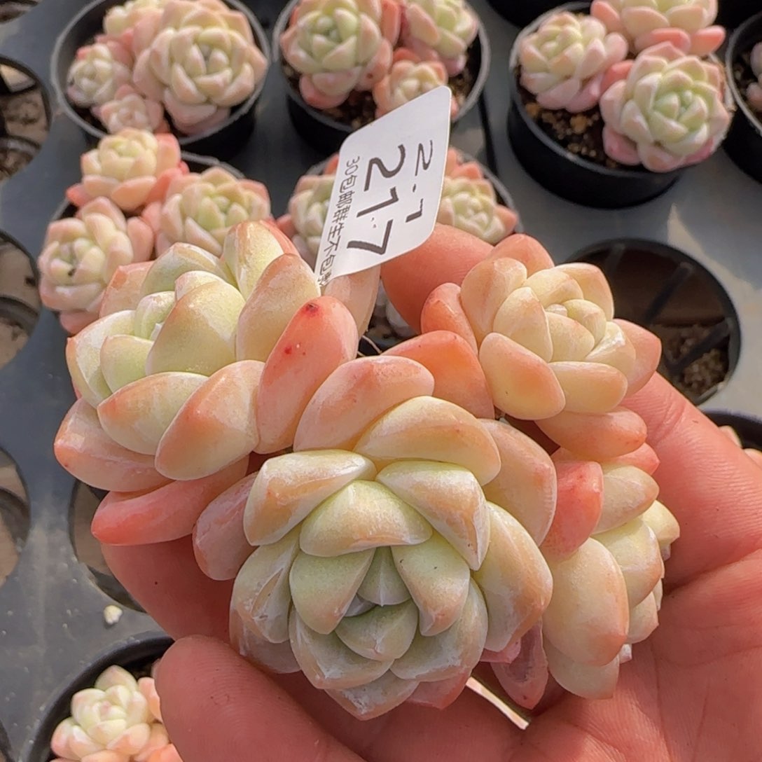 四头老桩冰玉一颗脱土发货