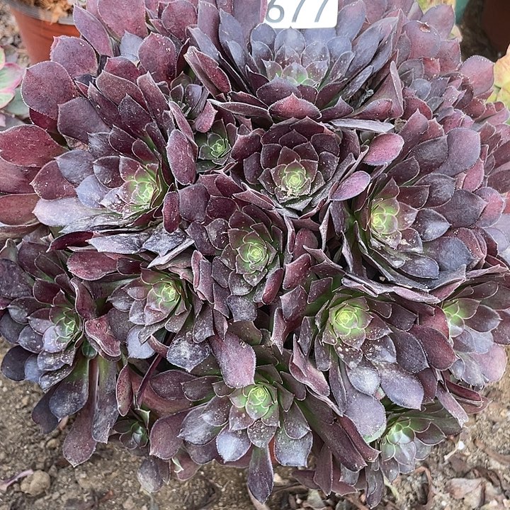 677荷兰玫瑰多肉植物