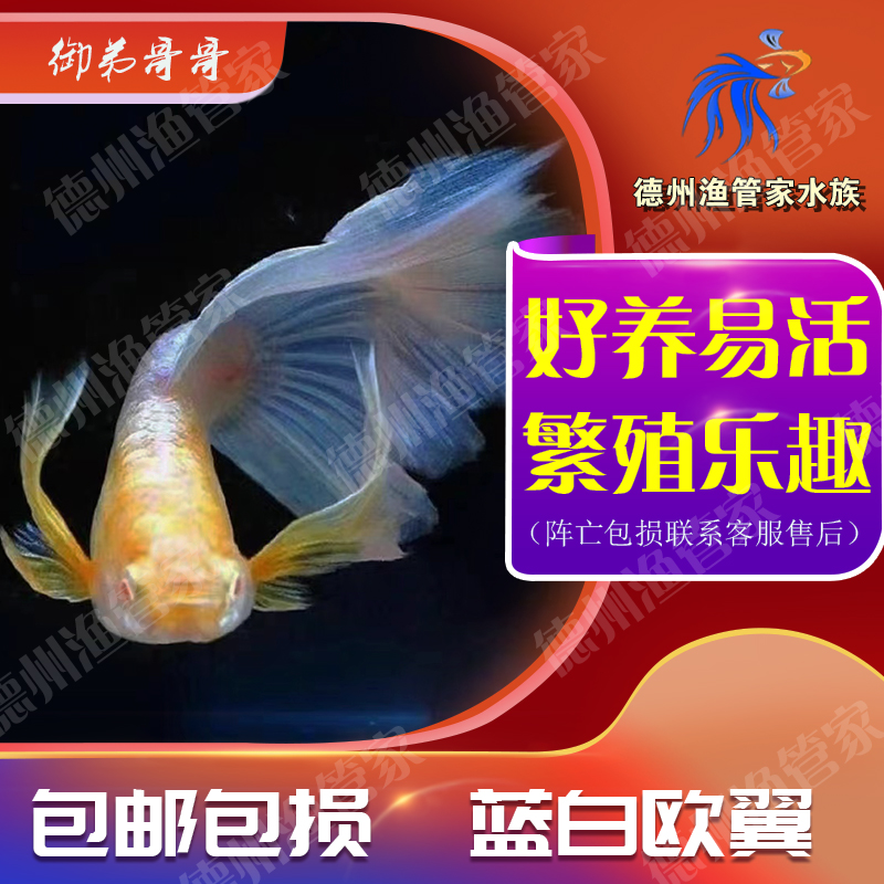 蓝白欧翼飞船孔雀鱼热带观赏鱼繁殖乐趣