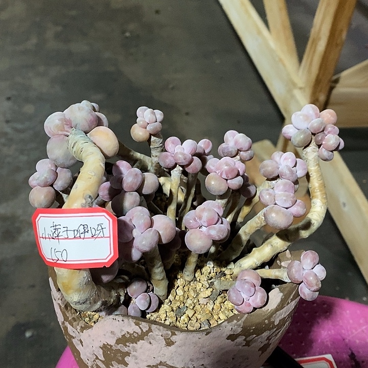 小***呀暴露我哦的嗯哦咯女王我来了