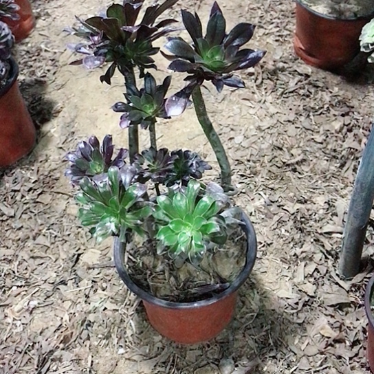 风***林黑法师0000000025