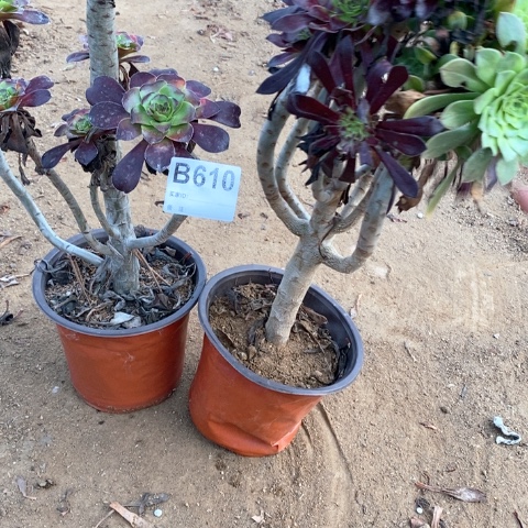 木***李610两颗法师多肉植物