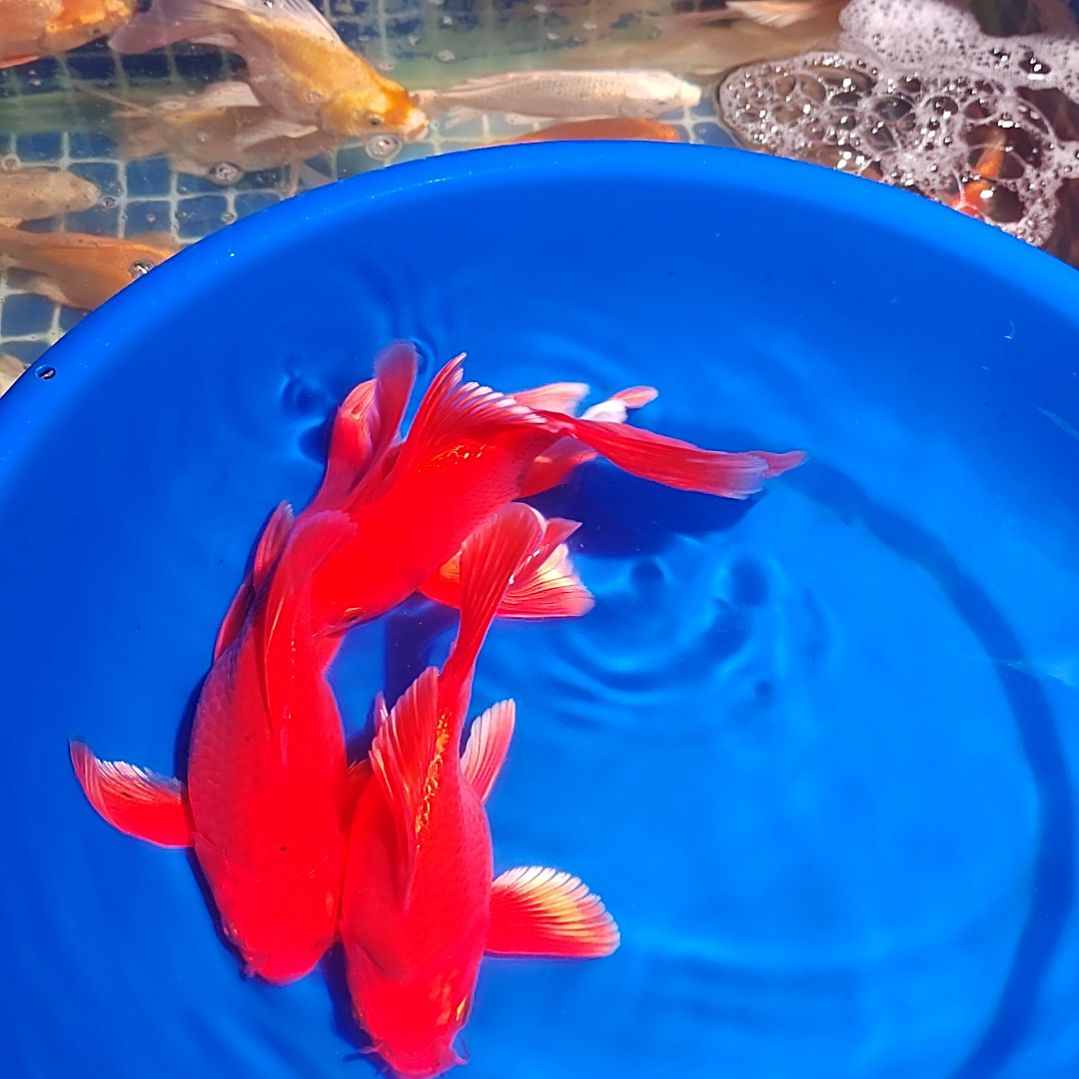 红色大鳍大尾蝴蝶鲤