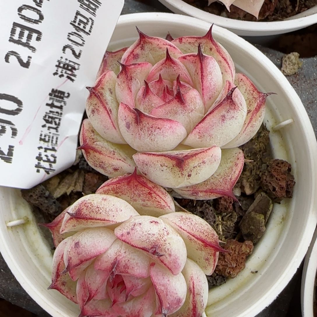 花语逸镜0204-290