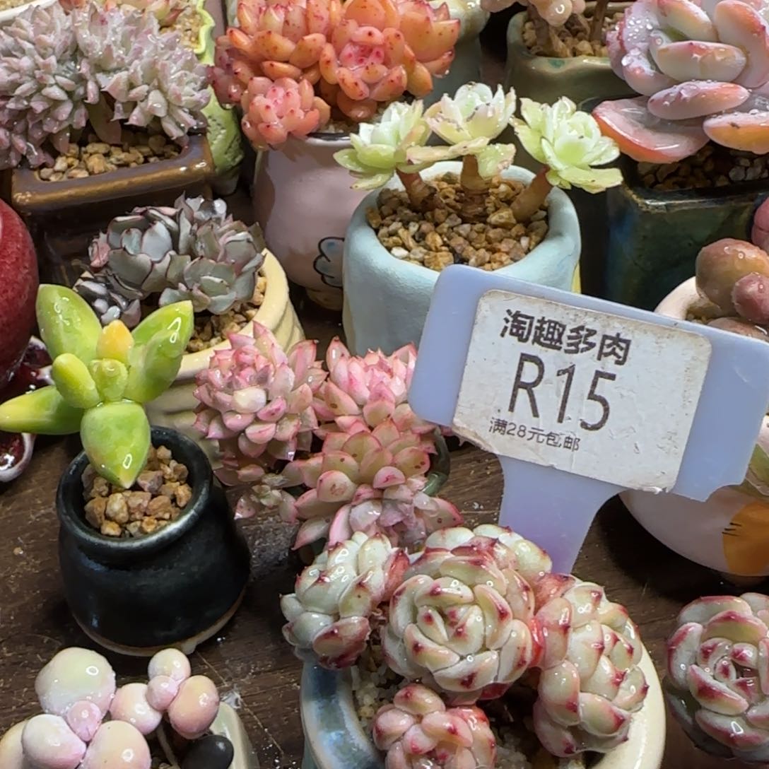 ?*Y多肉植物11111111111