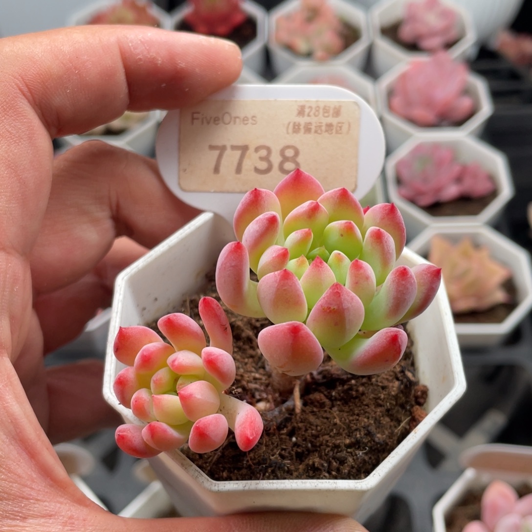 蓝苹果7738-6厘米