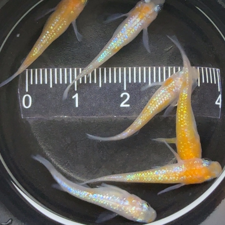 青鳉鱼王华20号青鳉