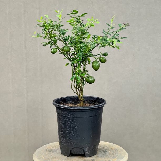 原生血柠盆栽观果植物 四季常青 一物一拍