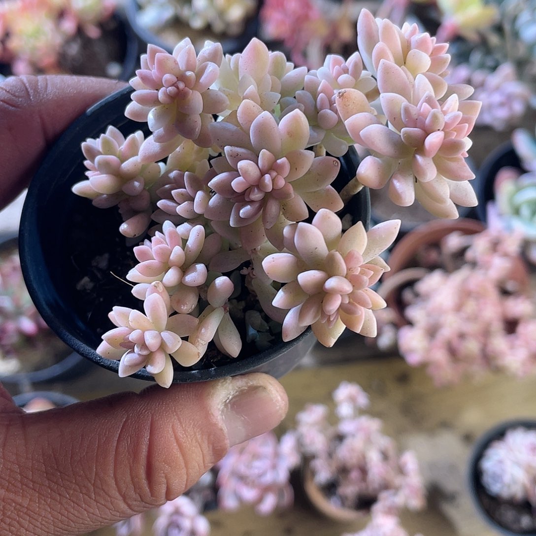 ?**?2430  秋丽锦 六月六