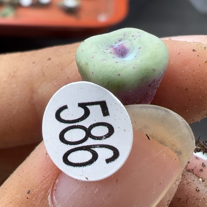 586号11111111111111