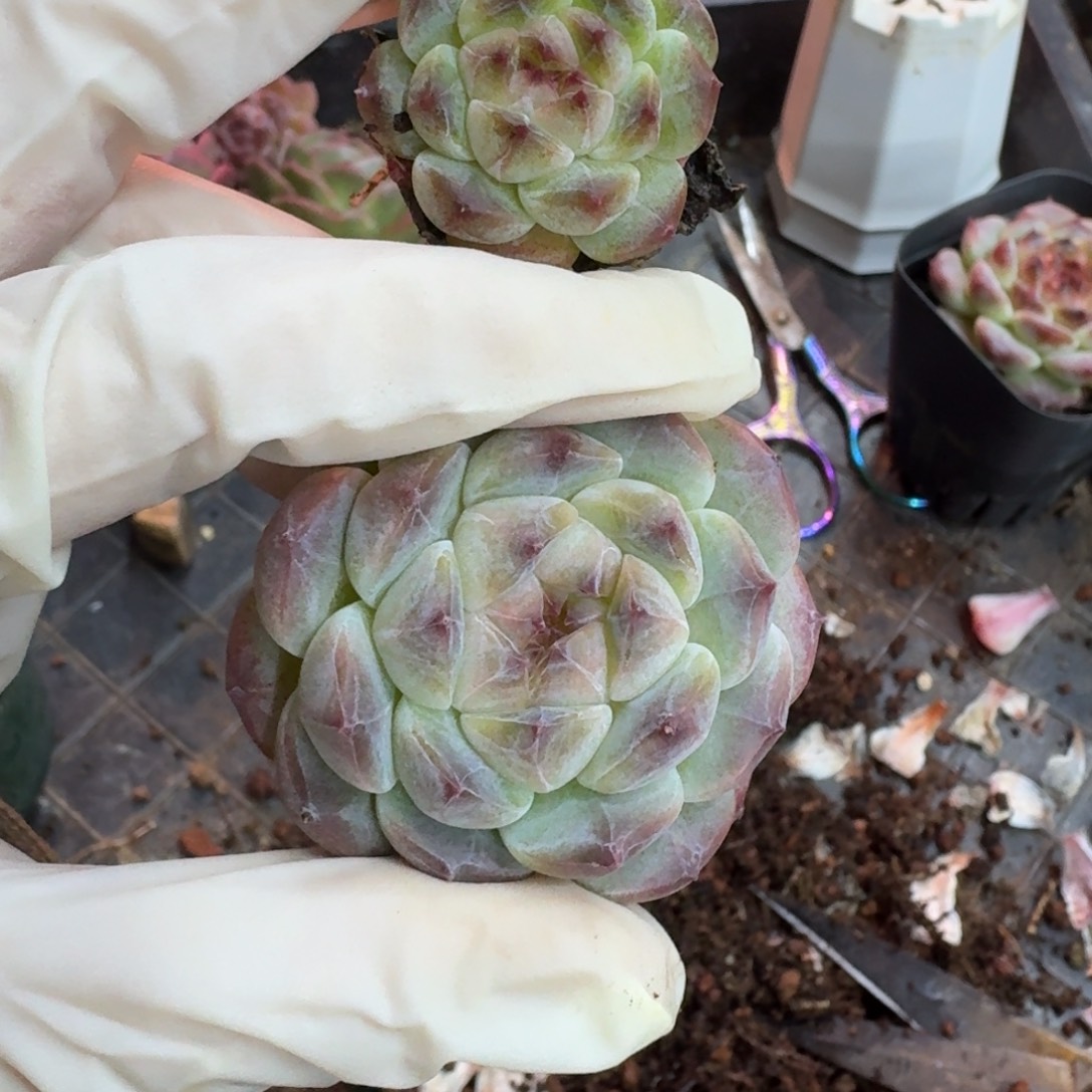 L***L一物一拍不退不换