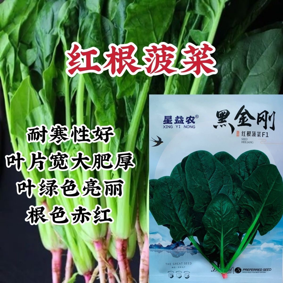 黑金刚菠菜种子杂交一代菠菜叶片宽大肥厚耐寒春秋阳台盆栽蔬菜籽