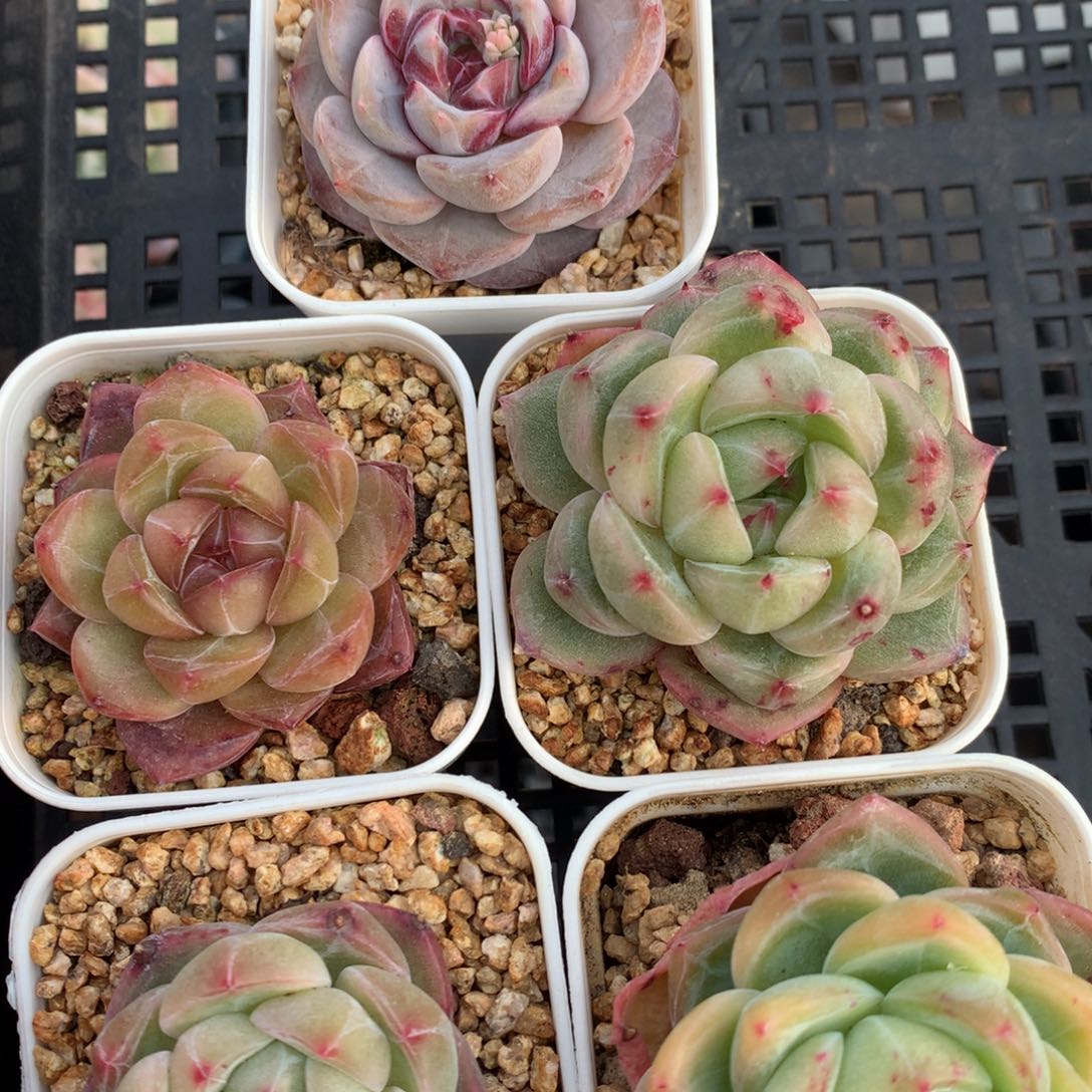 0213-07 珍妮优选5颗