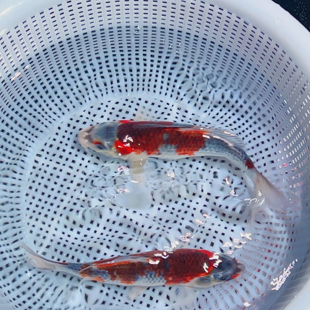 锦鲤锦鲤观赏鱼1111