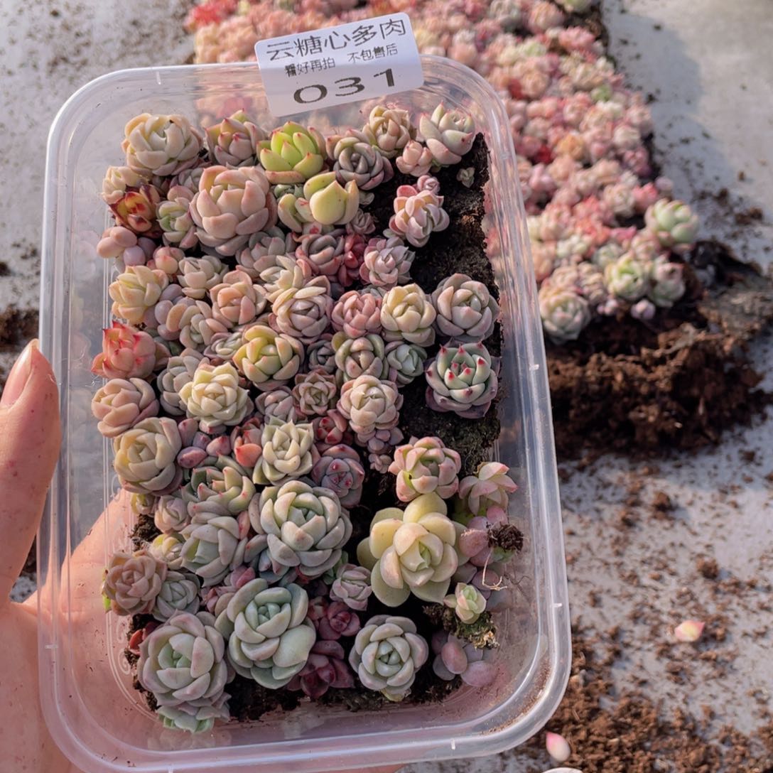 云糖心多肉植物31