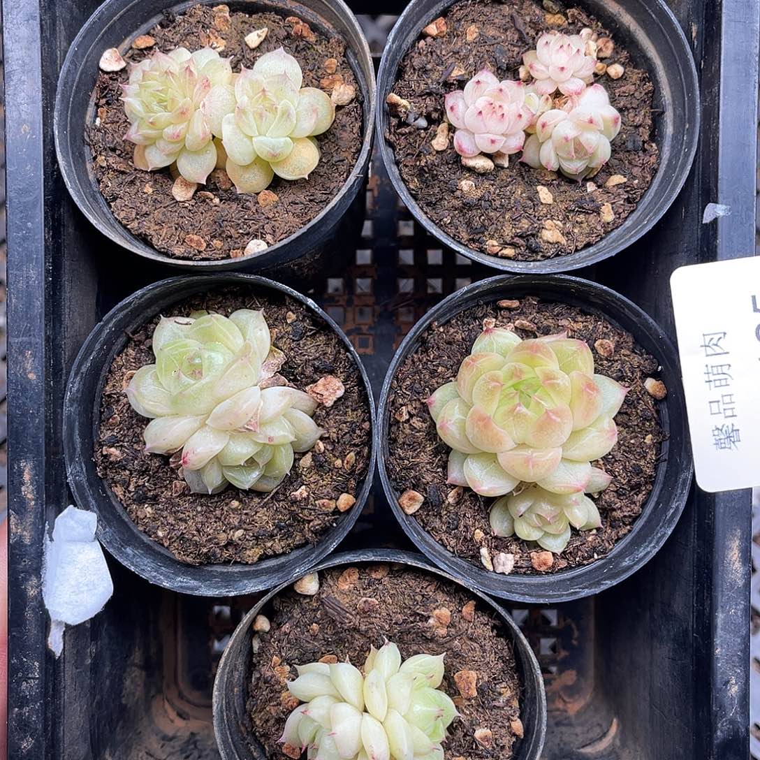 多肉一物一拍9-185