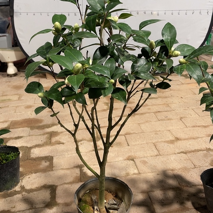 缘***）大部分花苞少量开放，白五