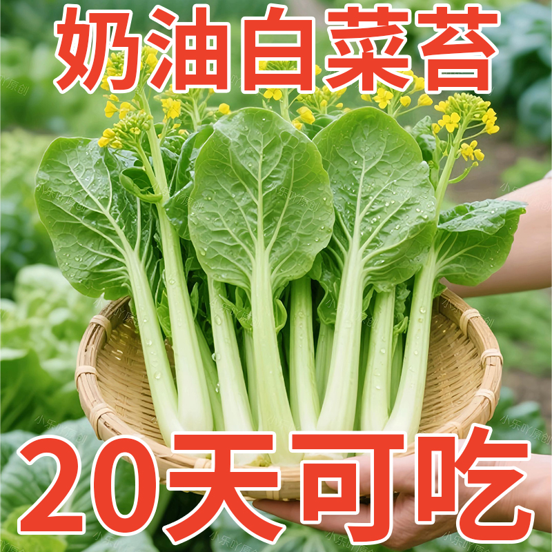 白菜苔种子四季早熟速生奶油白菜种籽四九菜心蔬菜种植阳台庭院