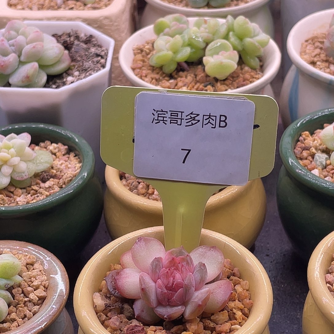 滨哥多肉B7红恋缀化