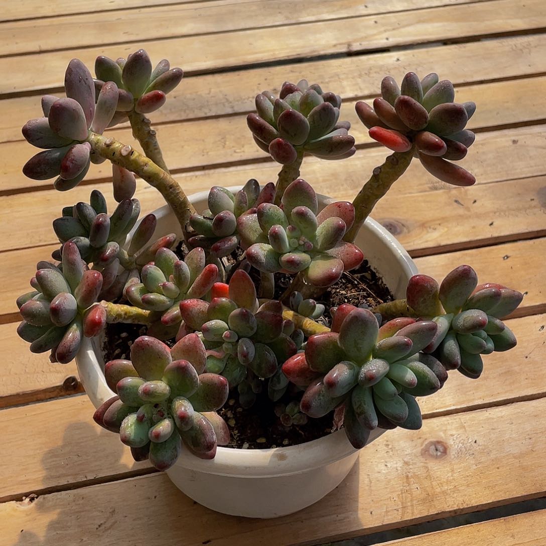 苹果奶多肉植物2027