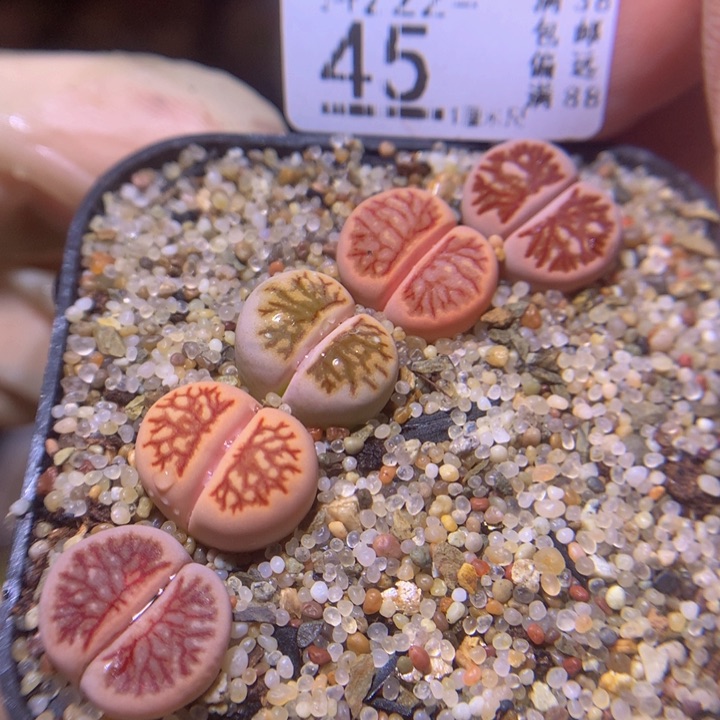 精品生石花222.45