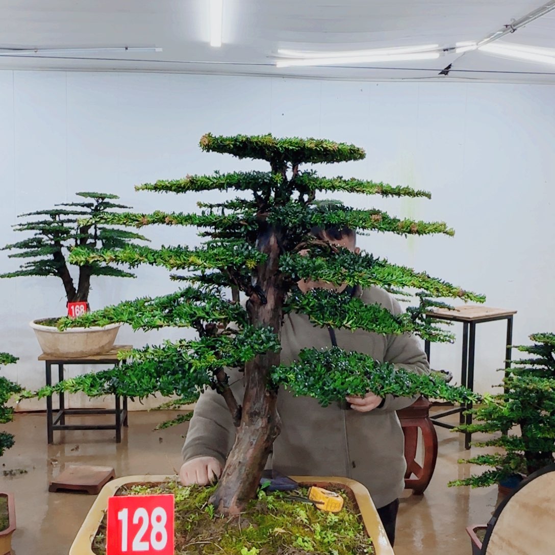 用***4无花朵盆景园林……