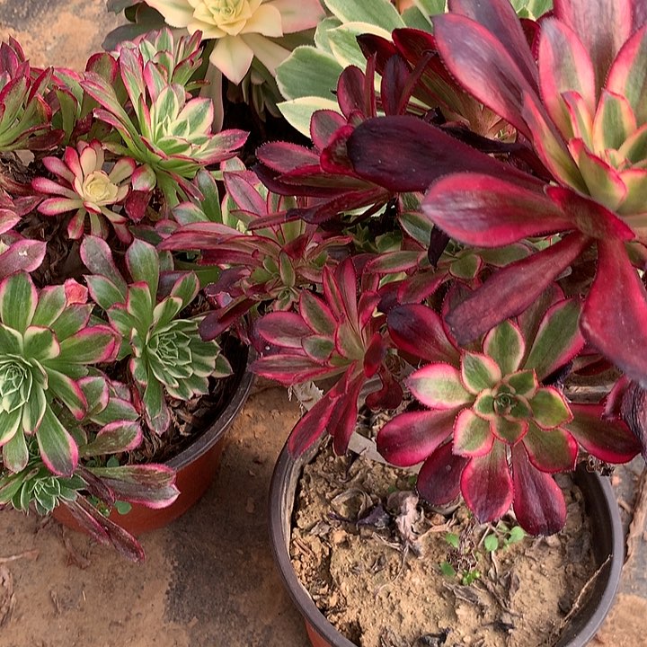 多肉植物四颗组合有砍头38