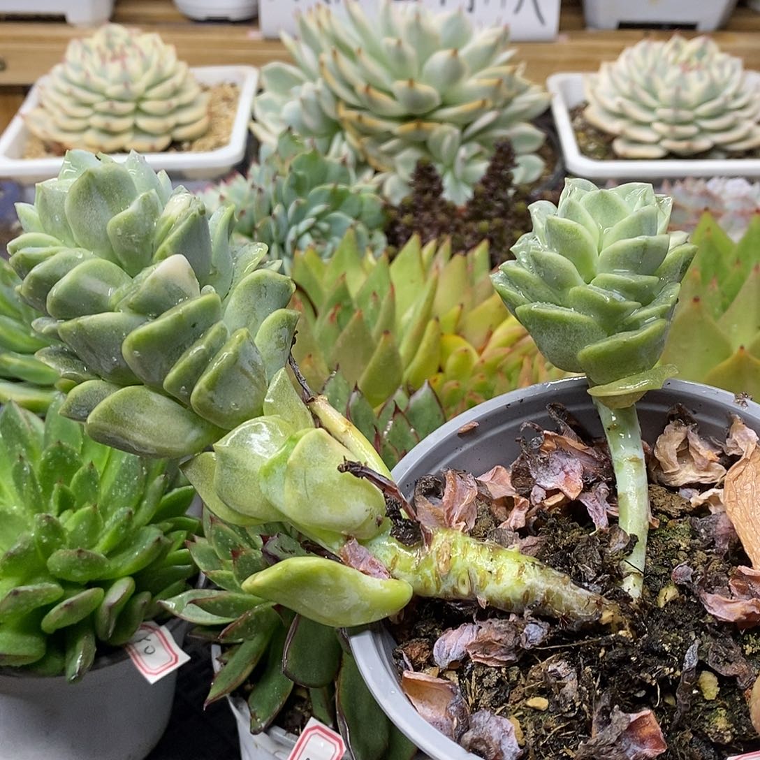 0382 福利可爱玫瑰带锦 不售后