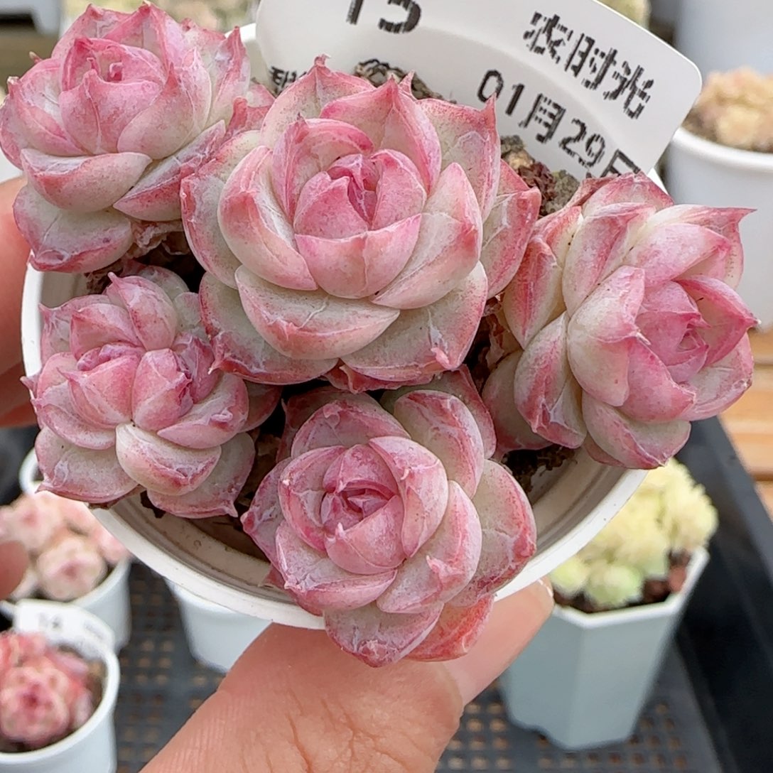 【闪购商品】0129-15小魔仙