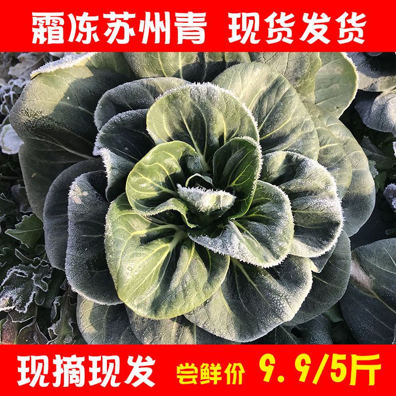 苏北农家自种青菜新鲜苏州青现摘现发当季蔬菜五斤