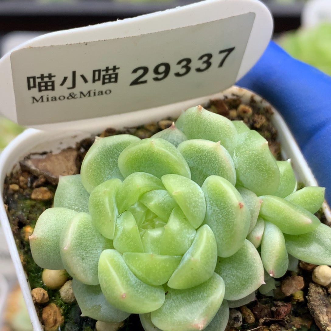 多肉植物杂交珍妮