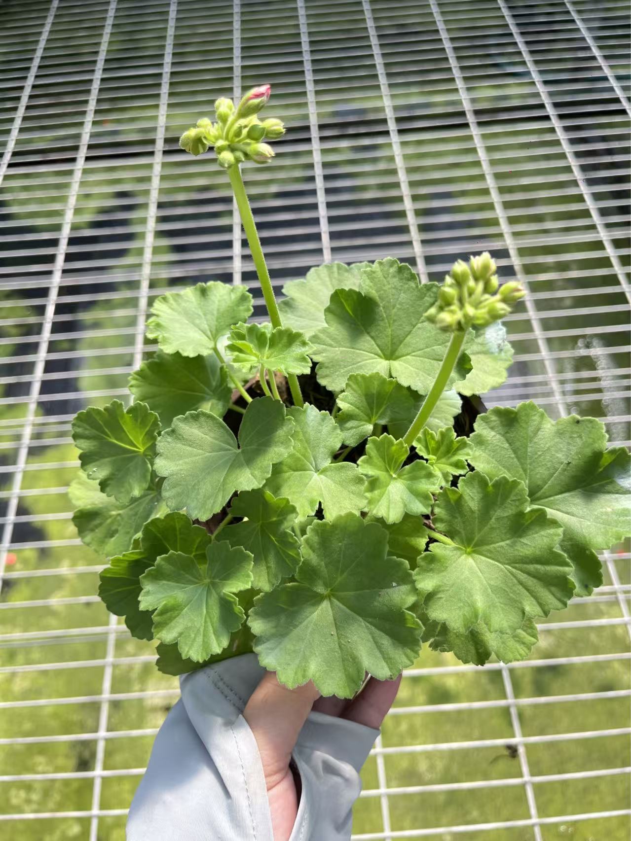 随即品种天竺葵一颗