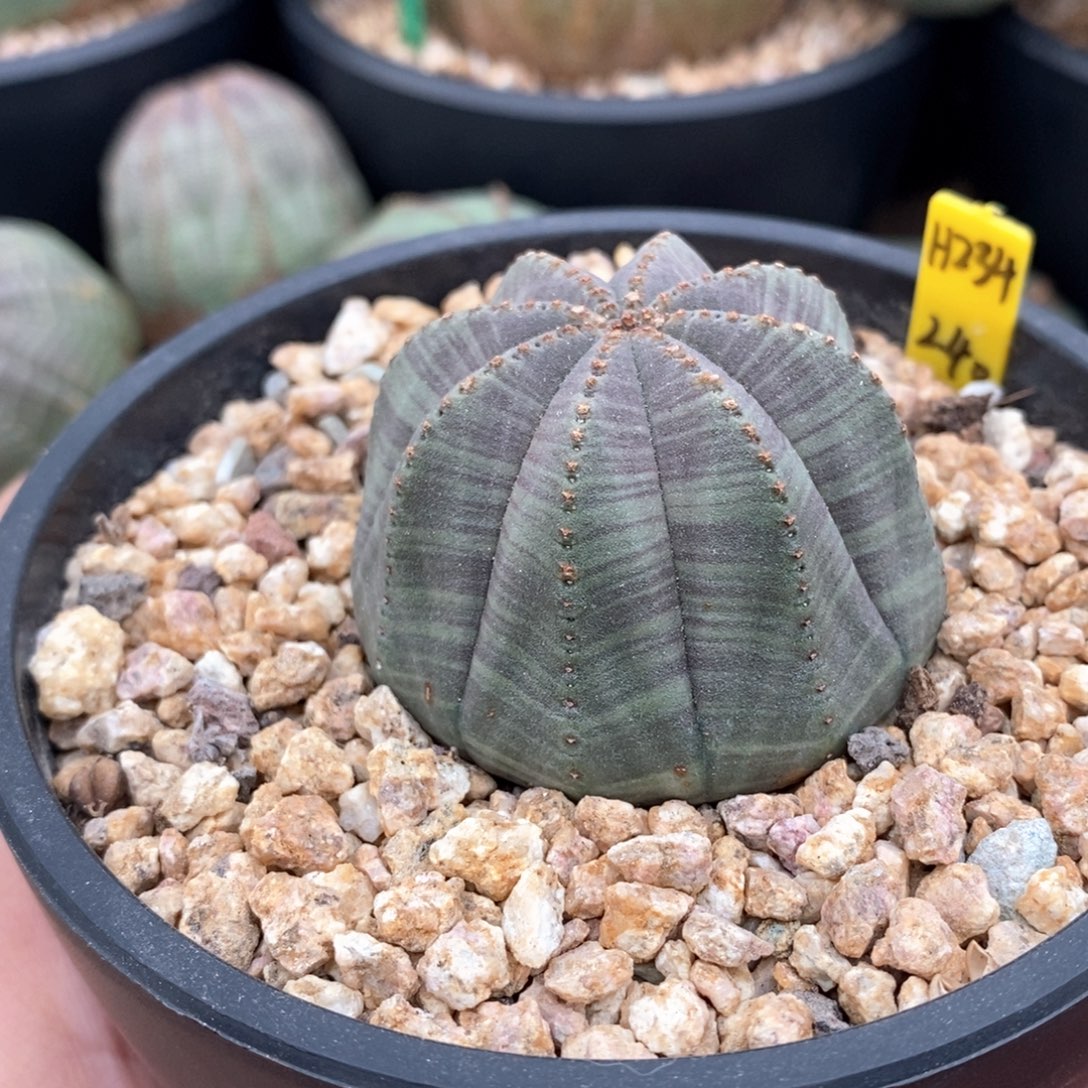 16 欧系实生布纹球多肉植物