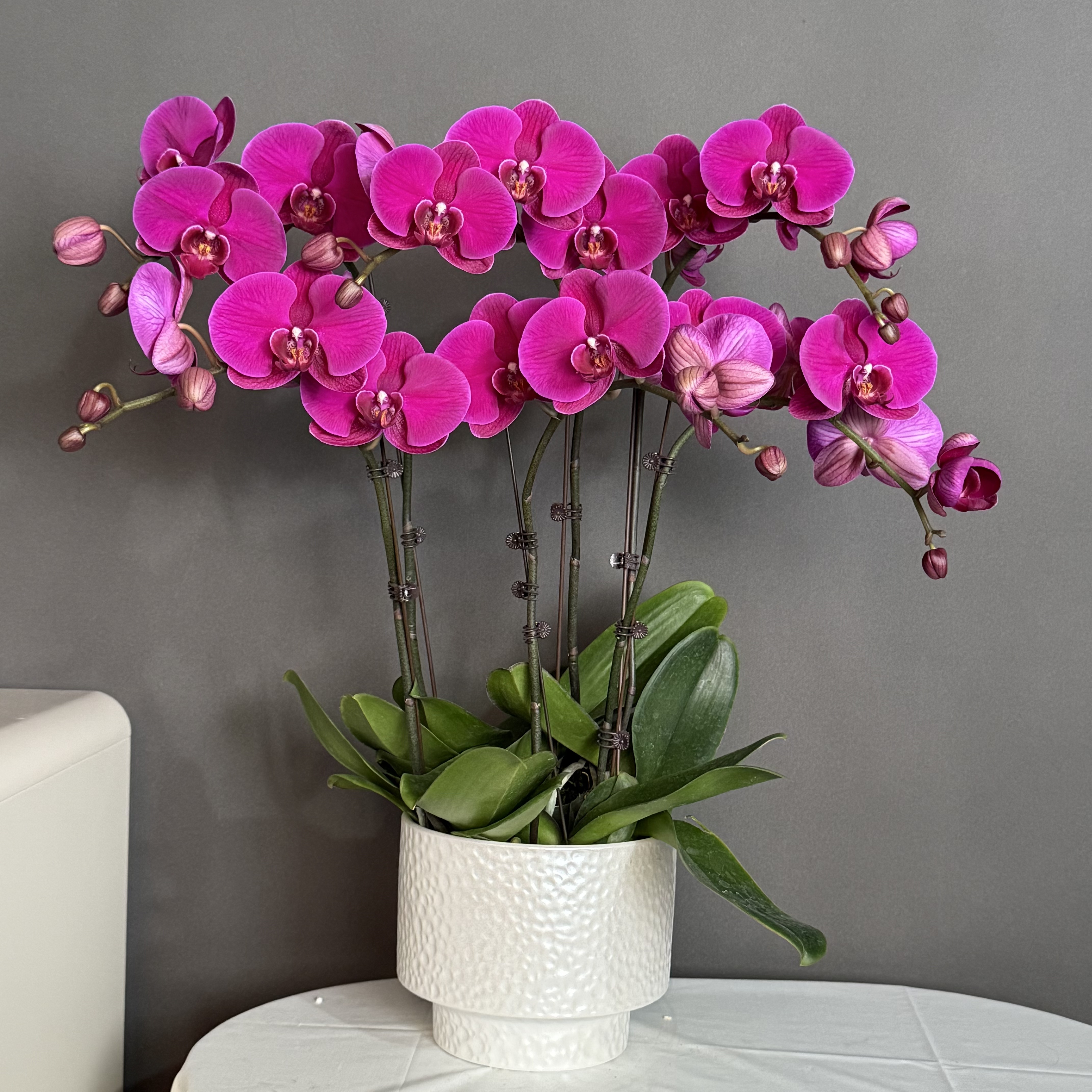 【大辣椒】蝴蝶兰盆栽花卉观花植物室内四季开花优质耐旱陶瓷盆