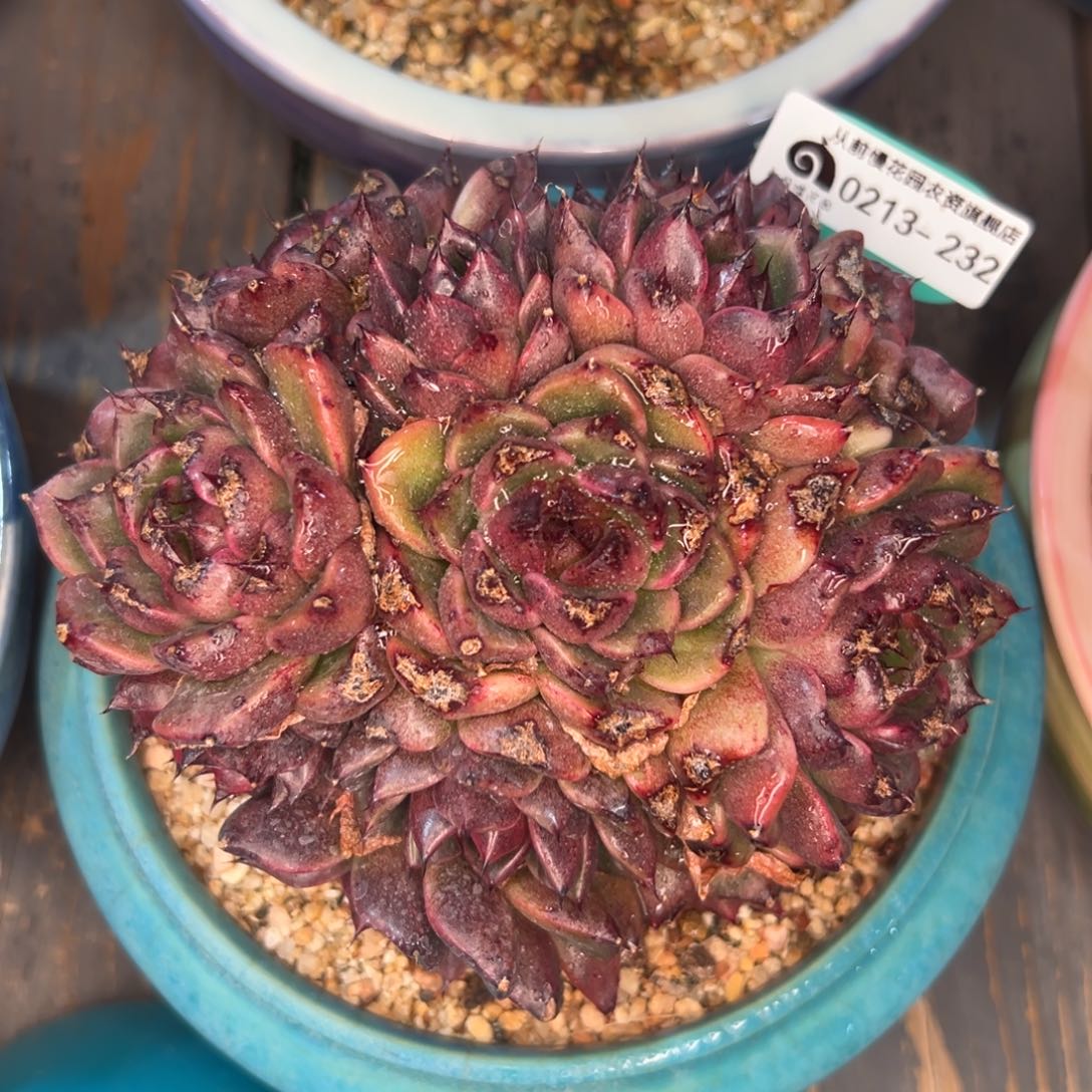 多肉一物一拍0213-232