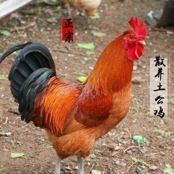 [直播现场宰杀]以现场称重为准 农家散养土公鸡早上9点直播