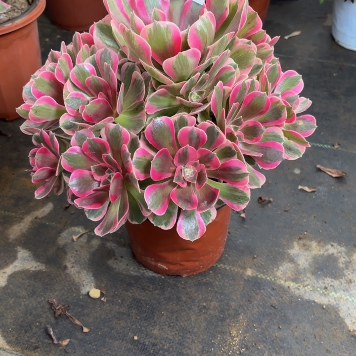 瑞妈多肉园艺841女郎