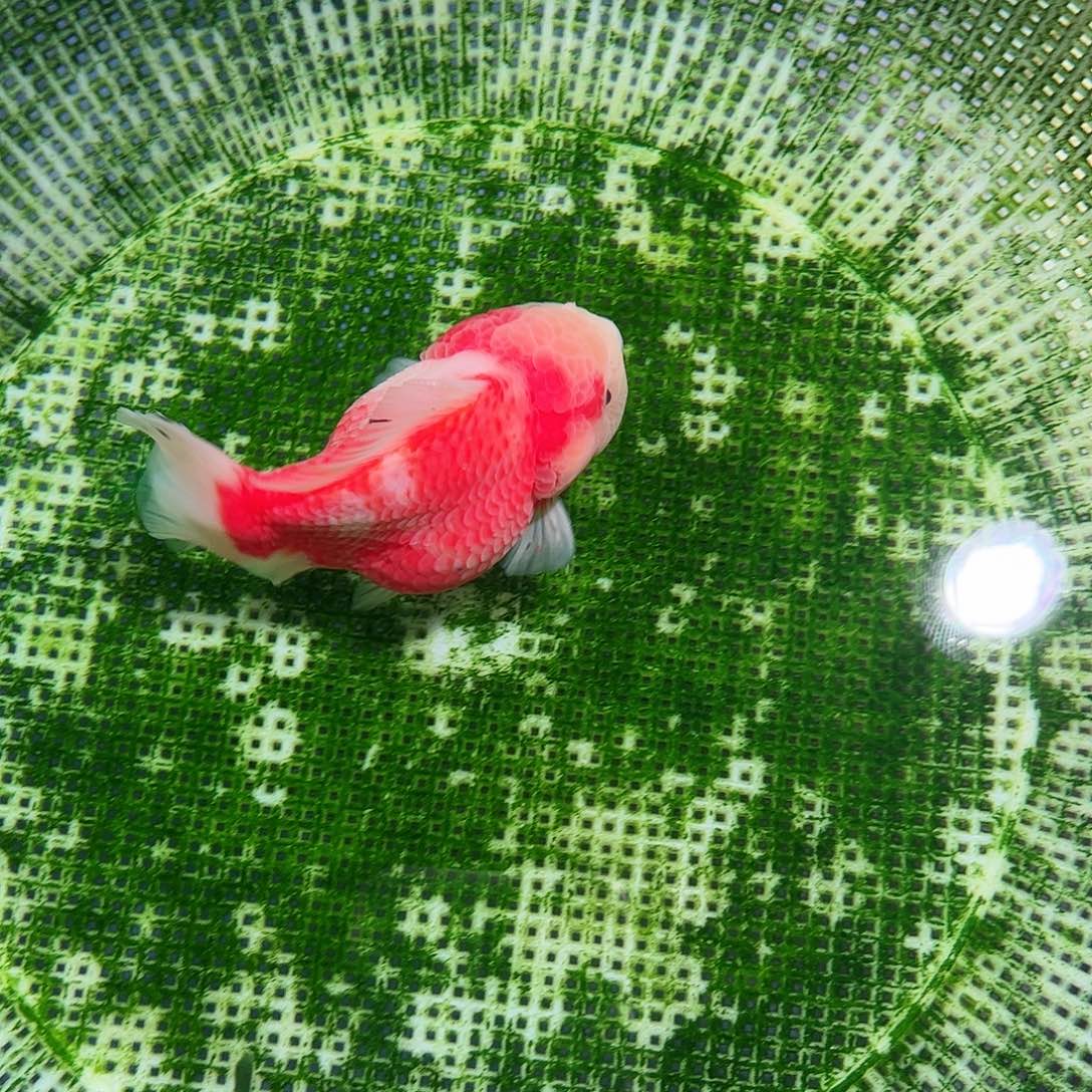 海水鱼买够三条顺丰包邮陆运