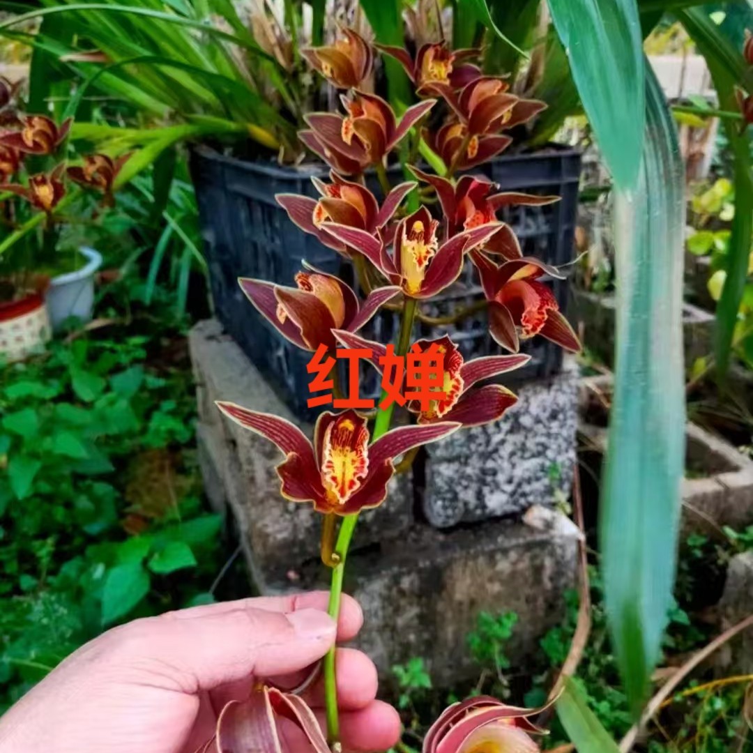红婵虎头兰好养活室内绿植花卉盆栽