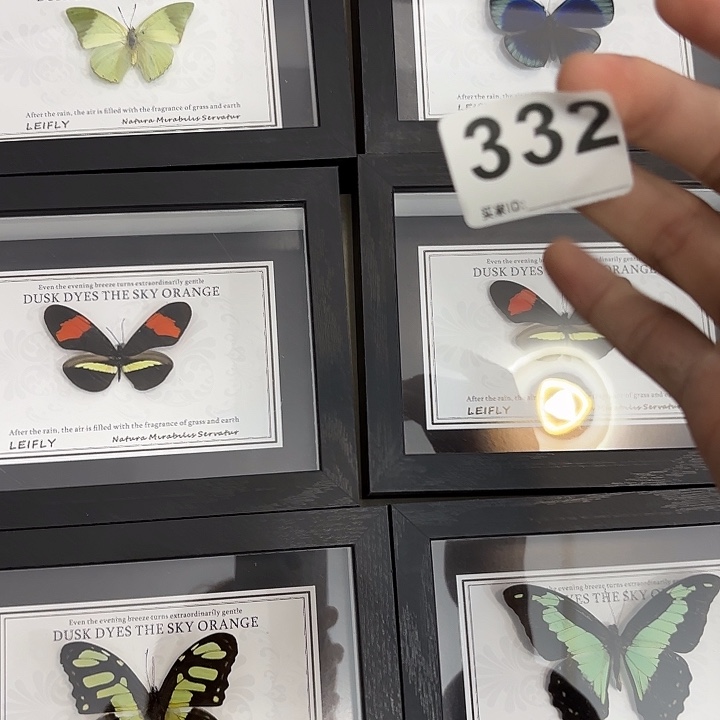 蝴蝶标本定制332@