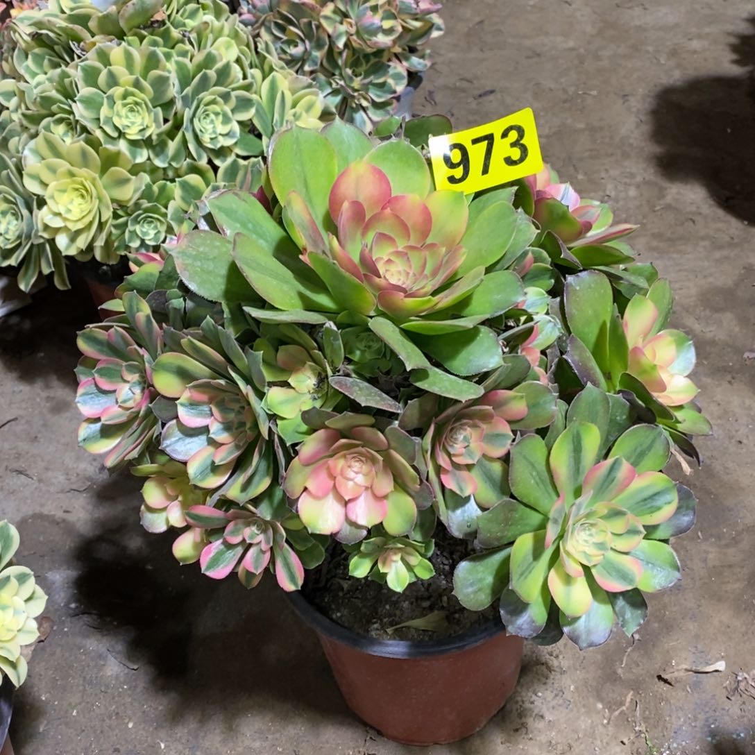 雅典娜多肉法师有断枝973