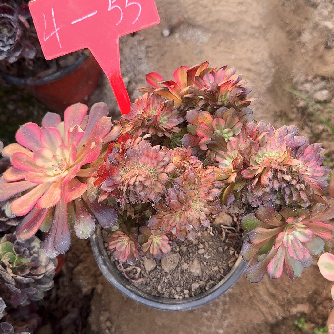 4-55舞天姬缀化多肉