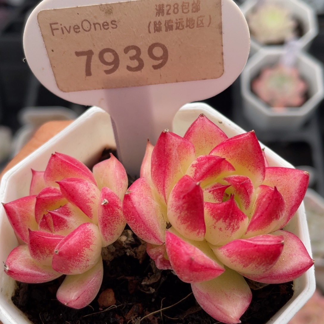 梦幻女王7939-6.5厘米