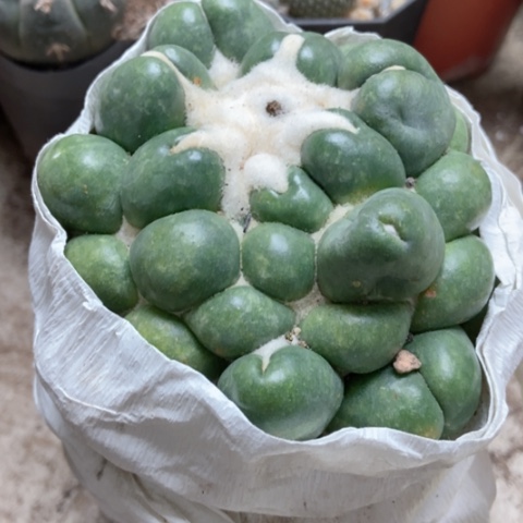 象牙仙人球20米仙人球