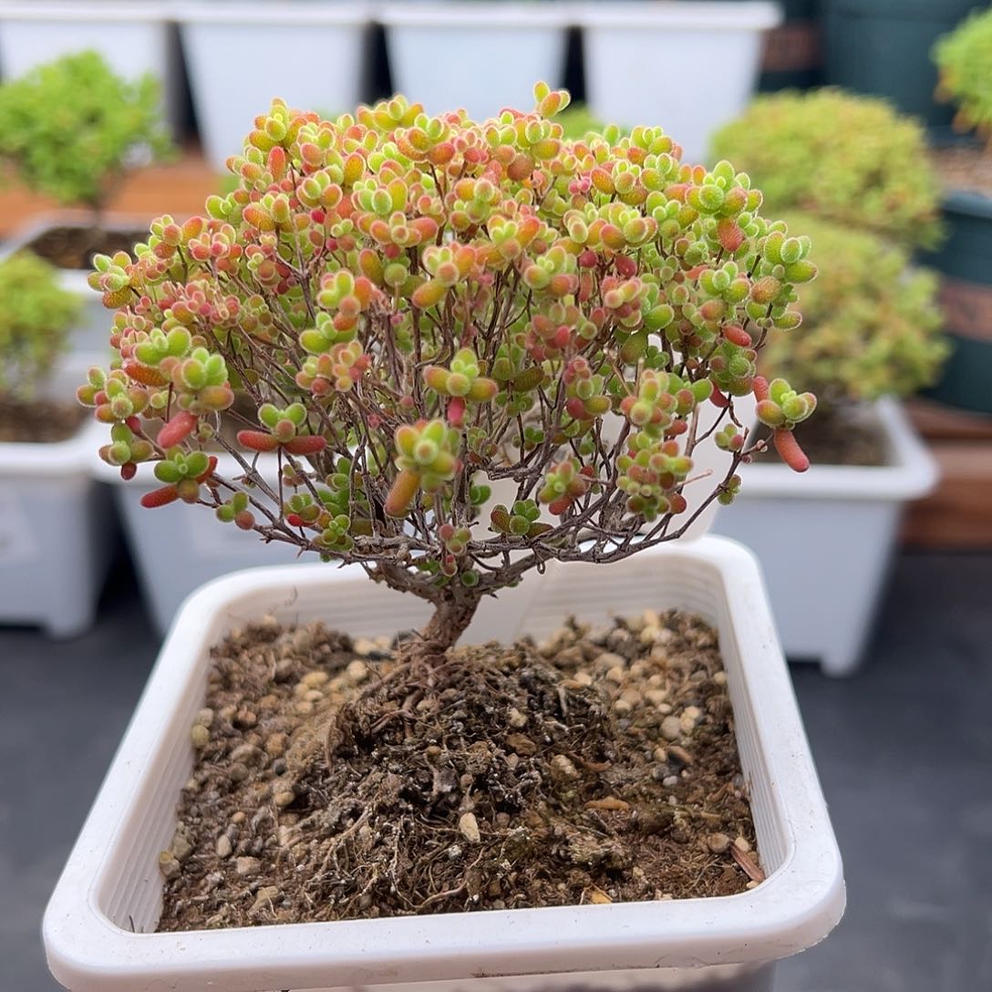 715号妖桩密橘糖球12.22多肉