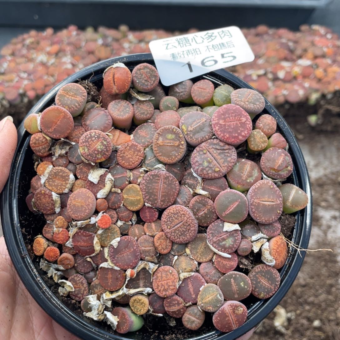 云糖心多肉植物165