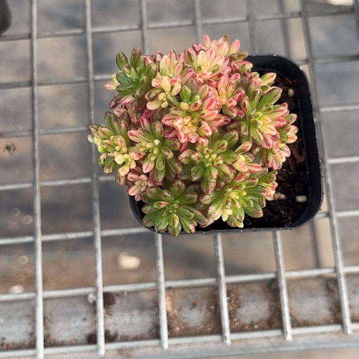 玖***玖我也不知道我为什么要这样